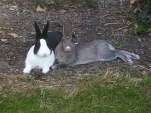 Haben Kaninchen auch eine freien Willen? 