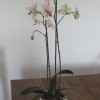 Orchidee zur Raumgestaltung