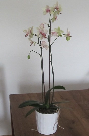 Orchidee zur Raumgestaltung