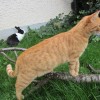 Tierfotos auf Facebook teilen